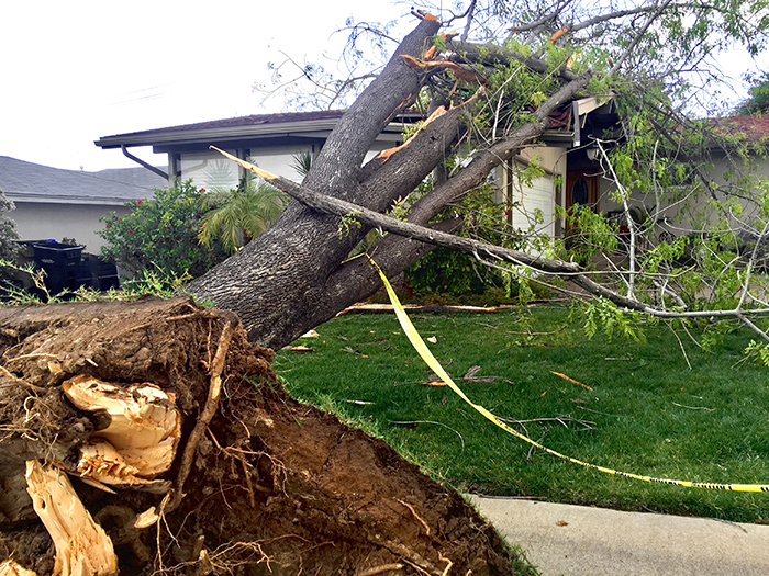 fallen tree